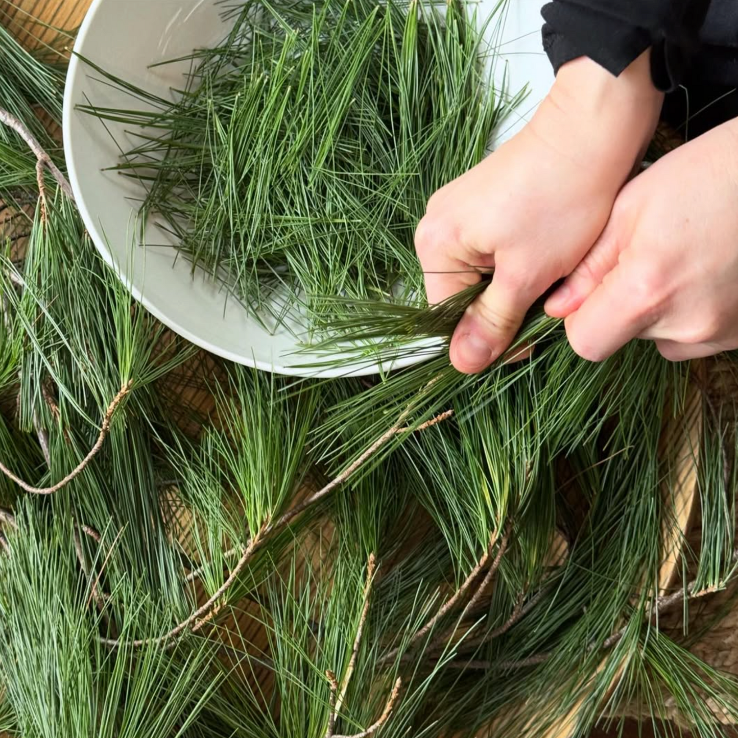 Solstice Pine